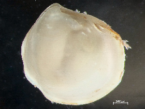  ( - HMSC174-00837)  @11 [ ] by-nc-sa  Unspecified Huntsman Marine Science Centre