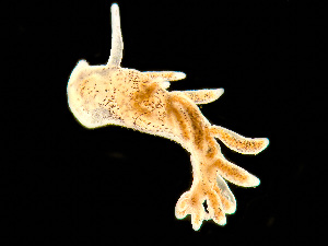  ( - NSRAS25_229B)  @11 [ ] by-nc-sa  Unspecified Huntsman Marine Science Centre