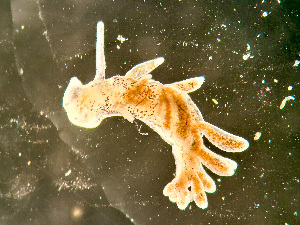  ( - NSRAS25_229C)  @11 [ ] by-nc-sa  Unspecified Huntsman Marine Science Centre