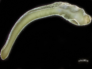  ( - HMSC174_01304)  @11 [ ] by-nc-sa  Unspecified Huntsman Marine Science Centre