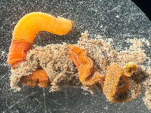  ( - HMSC174_02428)  @11 [ ] by-nc-sa  Unspecified Huntsman Marine Science Centre