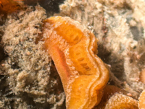  ( - HMSC174_02428)  @11 [ ] by-nc-sa  Unspecified Huntsman Marine Science Centre