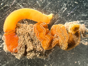  ( - HMSC174_02428)  @11 [ ] by-nc-sa  Unspecified Huntsman Marine Science Centre