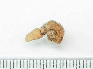  ( - HMSC174_02428)  @11 [ ] by-nc-sa  Unspecified Huntsman Marine Science Centre