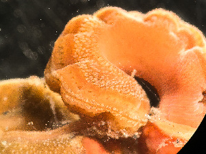  ( - HMSC174_02429)  @11 [ ] by-nc-sa  Unspecified Huntsman Marine Science Centre