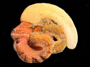  ( - HMSC174_02429)  @11 [ ] by-nc-sa  Unspecified Huntsman Marine Science Centre