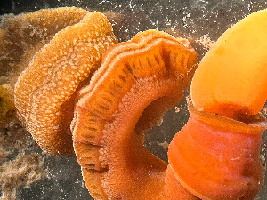  ( - HMSC174_02429)  @11 [ ] by-nc-sa  Unspecified Huntsman Marine Science Centre