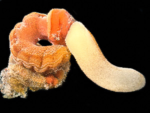  ( - HMSC174_02429)  @11 [ ] by-nc-sa  Unspecified Huntsman Marine Science Centre