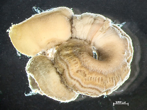  ( - HMSC174_02429)  @11 [ ] by-nc-sa  Unspecified Huntsman Marine Science Centre