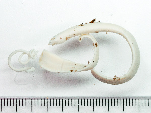 ( - HMSC174_02965)  @11 [ ] by-nc-sa  Unspecified Huntsman Marine Science Centre