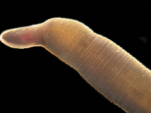  ( - HMSC174-03406)  @11 [ ] by-nc-sa  Unspecified Huntsman Marine Science Centre