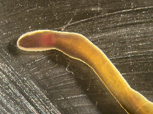  ( - HMSC174-03406)  @11 [ ] by-nc-sa  Unspecified Huntsman Marine Science Centre