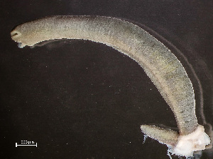  ( - HMSC174-03406)  @11 [ ] by-nc-sa  Unspecified Huntsman Marine Science Centre