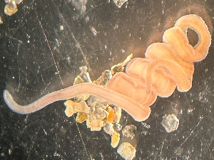  (Cephalotrichidae - HMSC174-03409)  @11 [ ] by-nc-sa  Unspecified Huntsman Marine Science Centre