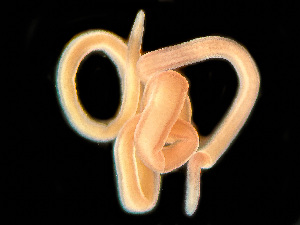  ( - HMSC174-03410)  @11 [ ] by-nc-sa  Unspecified Huntsman Marine Science Centre