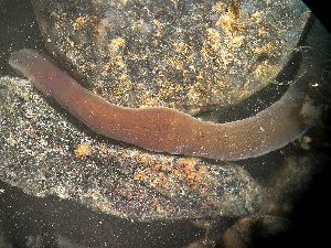  ( - HMSC174-03417)  @11 [ ] by-nc-sa  Unspecified Huntsman Marine Science Centre
