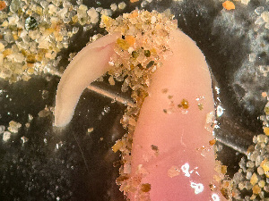  ( - HMSC174-03420)  @11 [ ] by-nc-sa  Unspecified Huntsman Marine Science Centre