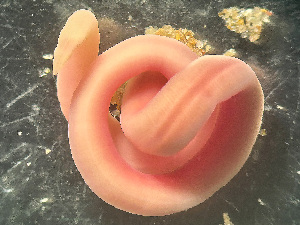  ( - HMSC174-03425)  @11 [ ] by-nc-sa  Unspecified Huntsman Marine Science Centre