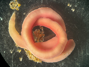 ( - HMSC174-03434)  @11 [ ] by-nc-sa  Unspecified Huntsman Marine Science Centre