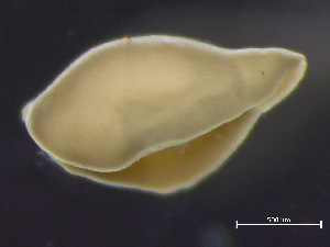  (Convolutidae - HMSC174-03493)  @11 [ ] by-nc-sa  Unspecified Huntsman Marine Science Centre