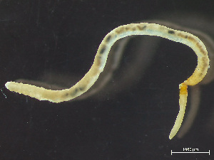  ( - HMSC174-03664)  @11 [ ] by-nc-sa  Unspecified Huntsman Marine Science Centre