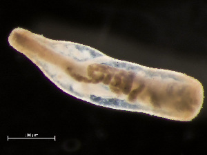 ( - HMSC174-04207)  @11 [ ] by-nc-sa  Unspecified Huntsman Marine Science Centre