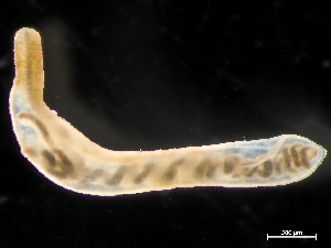  ( - HMSC174-04214)  @11 [ ] by-nc-sa  Unspecified Huntsman Marine Science Centre