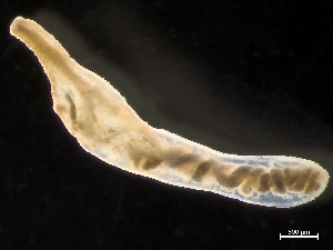  ( - HMSC174-04215)  @11 [ ] by-nc-sa  Unspecified Huntsman Marine Science Centre