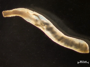  ( - HMSC174-04221)  @11 [ ] by-nc-sa  Unspecified Huntsman Marine Science Centre