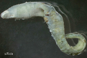  ( - NSRAS25-130B)  @11 [ ] by-nc-sa  Unspecified Huntsman Marine Science Centre