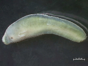  ( - NSRAS25-130E)  @11 [ ] by-nc-sa  Unspecified Huntsman Marine Science Centre