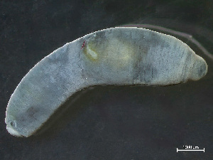  ( - NSRAS25-130E)  @11 [ ] by-nc-sa  Unspecified Huntsman Marine Science Centre