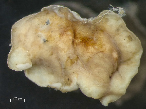  ( - NSRAS25-131A)  @11 [ ] by-nc-sa  Unspecified Huntsman Marine Science Centre