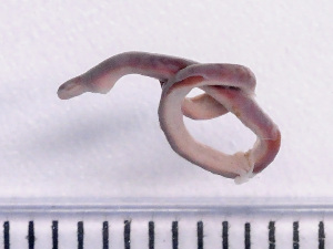  ( - NSRAS25-133)  @11 [ ] by-nc-sa  Unspecified Huntsman Marine Science Centre