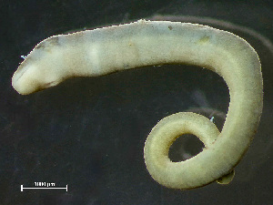  ( - NSRAS25-203)  @11 [ ] CreativeCommons - Attribution Non-Commercial Share-Alike (2025) Unspecified Huntsman Marine Science Centre