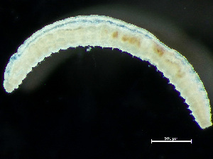  ( - NSRAS25-235A)  @11 [ ] by-nc-sa  Unspecified Huntsman Marine Science Centre
