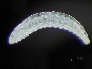  ( - NSRAS25-235B)  @11 [ ] by-nc-sa  Unspecified Huntsman Marine Science Centre