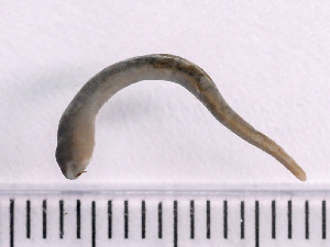  ( - NSRAS25-242A)  @11 [ ] by-nc-sa  Unspecified Huntsman Marine Science Centre