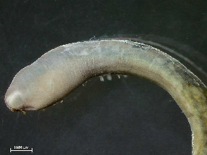  ( - NSRAS25-242A)  @11 [ ] by-nc-sa  Unspecified Huntsman Marine Science Centre