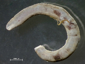  (Lineus viridis - NSRAS25-242B)  @11 [ ] by-nc-sa  Unspecified Huntsman Marine Science Centre