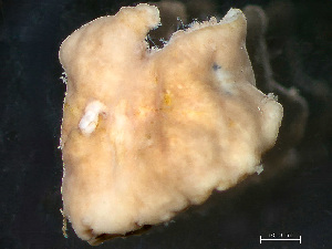  ( - NSRAS25-245A)  @11 [ ] by-nc-sa  Unspecified Huntsman Marine Science Centre