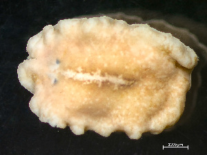  ( - NSRAS25-245B)  @11 [ ] by-nc-sa  Unspecified Huntsman Marine Science Centre