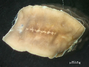  ( - NSRAS25-245C)  @11 [ ] by-nc-sa  Unspecified Huntsman Marine Science Centre