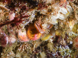  ( - HMSC174-00070)  @11 [ ] CreativeCommons - Attribution Non-Commercial Share-Alike (2023) Unspecified Huntsman Marine Science Centre