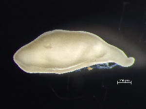  ( - HMSC174-00559)  @11 [ ] by-nc-sa  Unspecified Huntsman Marine Science Centre