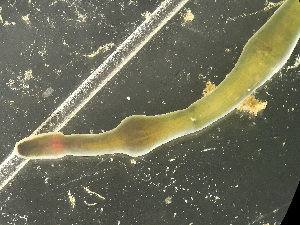  ( - NSRAS25-130E)  @11 [ ] by-nc-sa  Unspecified Huntsman Marine Science Centre