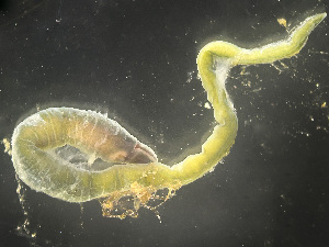  ( - NSRAS25-130B)  @11 [ ] by-nc-sa  Unspecified Huntsman Marine Science Centre