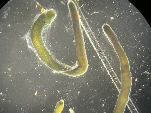  ( - NSRAS25-130C)  @11 [ ] by-nc-sa  Unspecified Huntsman Marine Science Centre