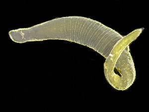  ( - NSRAS25-130D)  @11 [ ] by-nc-sa  Unspecified Huntsman Marine Science Centre