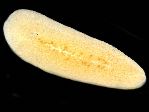  ( - NSRAS25-131A)  @11 [ ] by-nc-sa  Unspecified Huntsman Marine Science Centre